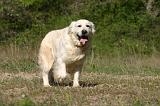 GOLDEN RETRIEVER 1116